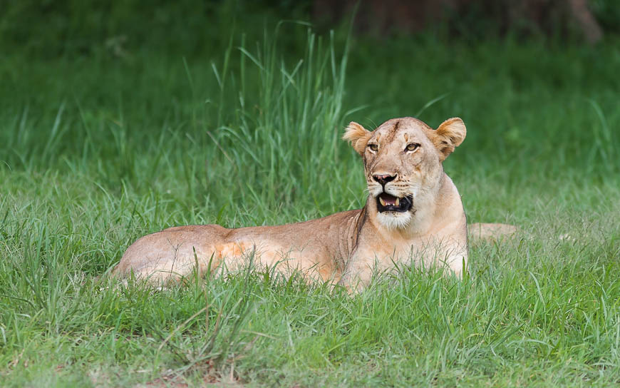 A lioness reclines in the soft grass along a seasonal dambo in South Luangwa National Park