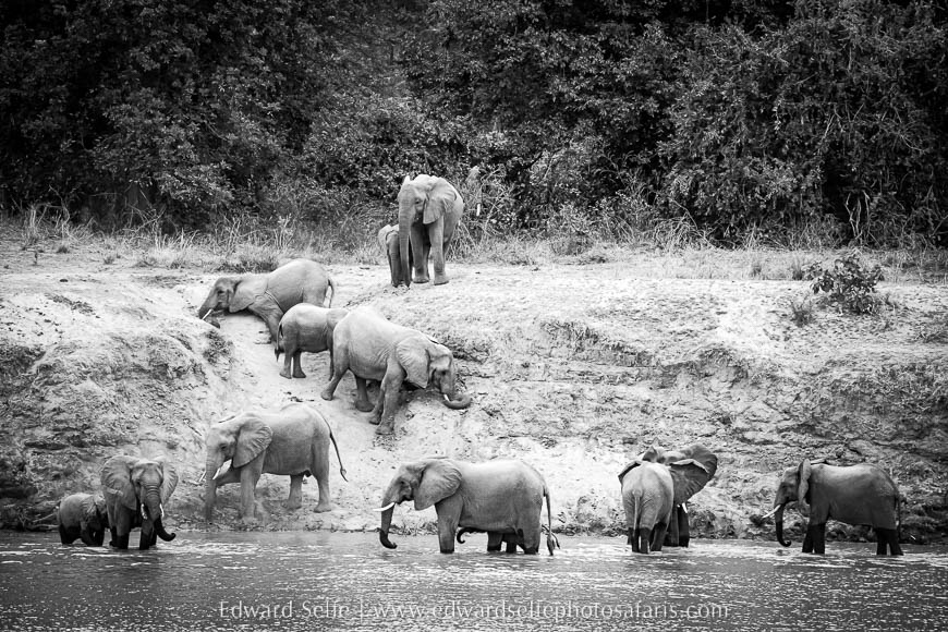 Wildlife image from photo safari with edward selfe.