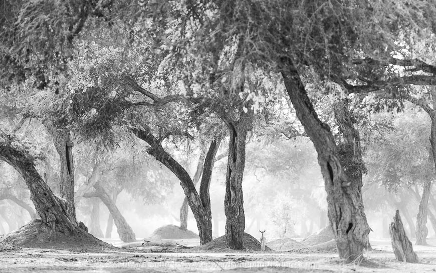 Wildlife image from photo safari with edward selfe safaris.