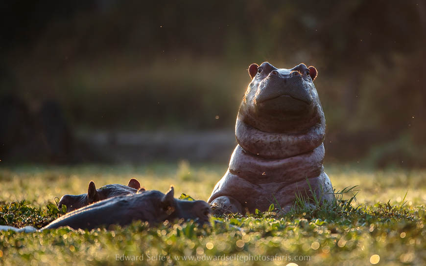 Wildlife image from photo safari with edward selfe.