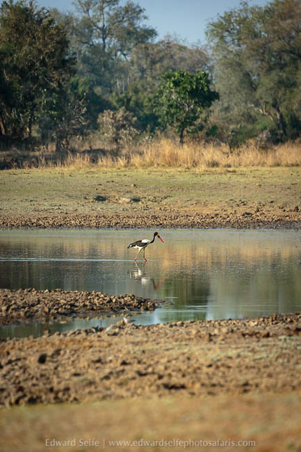 Wildlife image from a photo safari with edward selfe.