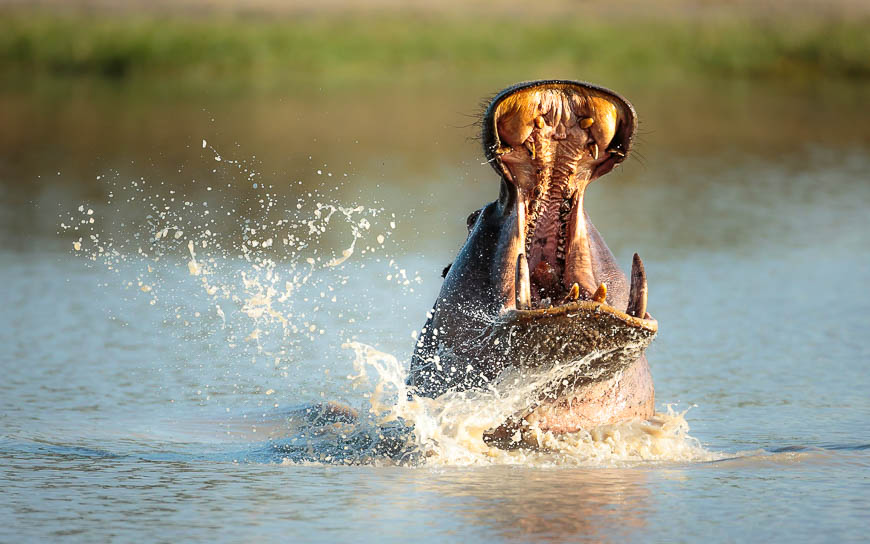 Images of wildlife from photo safari with edward selfe