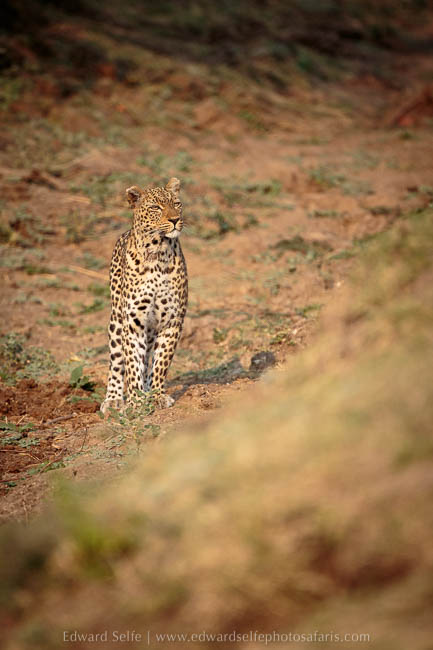 Wildlife image from photo safari with edward selfe in south luangwa national park.