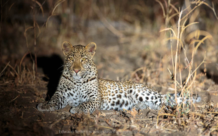 Leopard at night on photo safari with edward selfe in south luangwa national park.