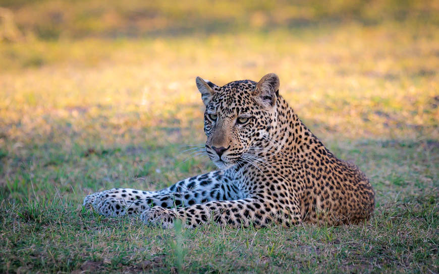 Images of wildlife from photo safari with edward selfe in south luangwa.