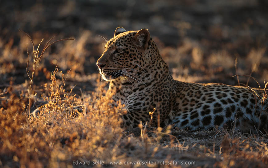 Leopard in golden light on photo safari south luangwa national park.