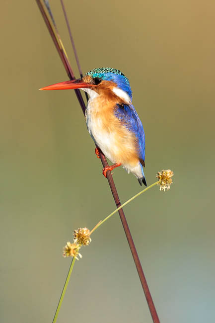 Images of wildlife from photo safari with edward selfe