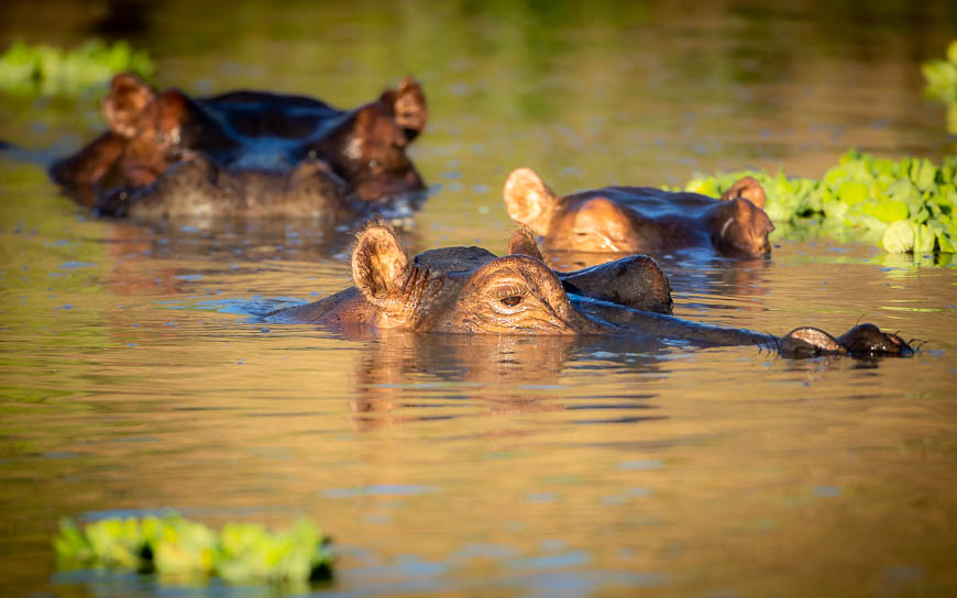Images of wildlife from photo safari with edward selfe in south luangwa.