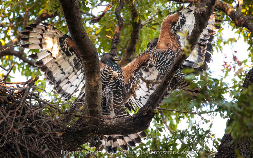 Wildlife image from photo safari with edward selfe.