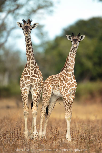 Young giraffes stand together on photo safari in south luangwa national park.