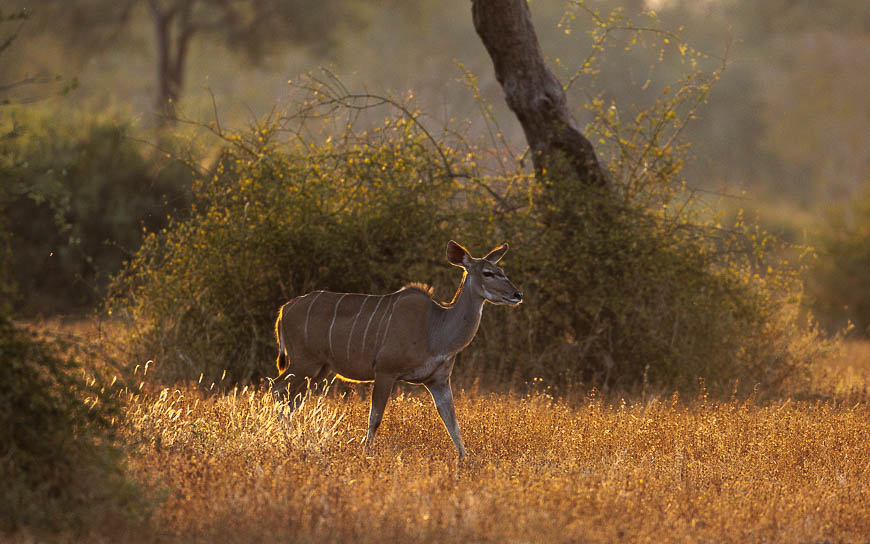Images of wildlife from photo safari with edward selfe in the nsefu sector.