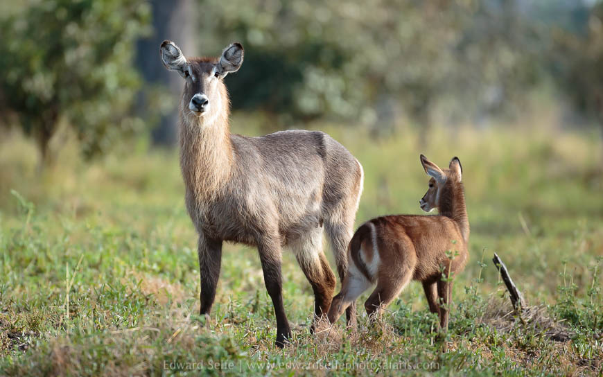 Wildlife image from photo safari with edward selfe.