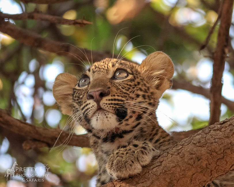 Wildlife image from photo safari with edward selfe in south luangwa national park.