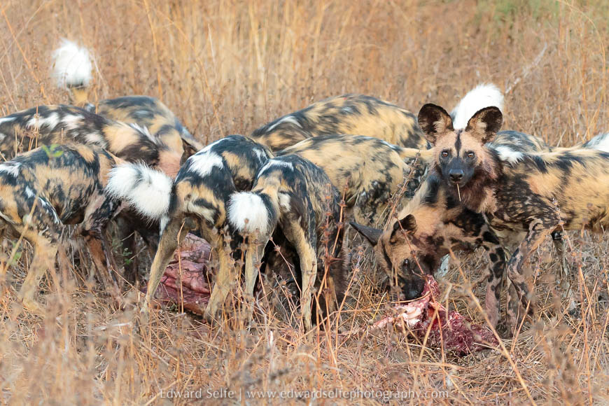 Wild dogs feeding on a freshly killed impala photo safari in south luangwa national park.