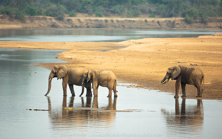 Wildlife image from photo safari with edward selfe in south luangwa national park.
