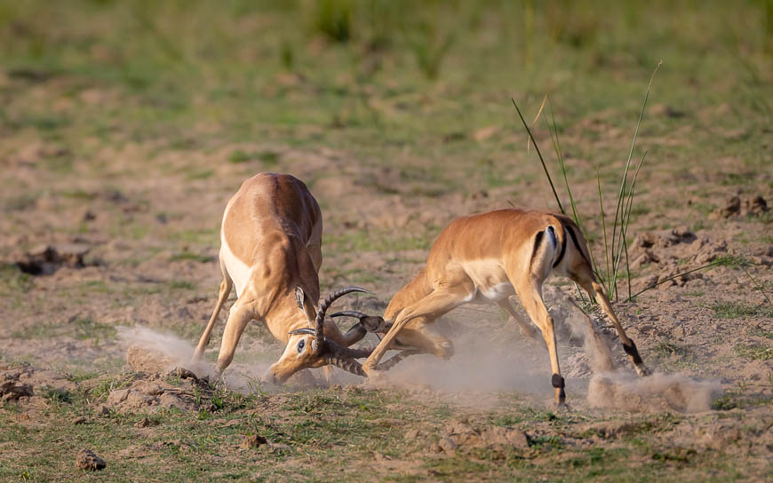 Images of wildlife from photo safari with edward selfe in south luangwa.