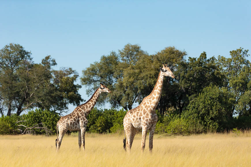Images of wildlife from photo safari with edward selfe