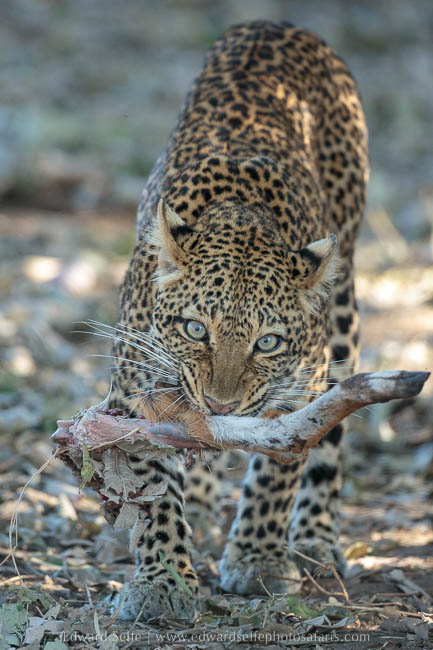 Olimba collects scraps on photo safari with edward selfe in south luangwa national park.