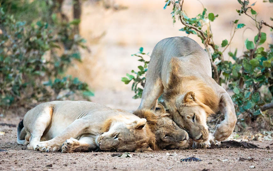 Wildlife image from photo safari with edward selfe in south luangwa national park.