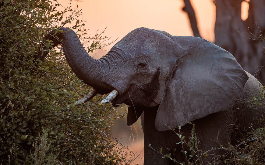 Images of wildlife from photo safari with edward selfe in the nsefu sector.
