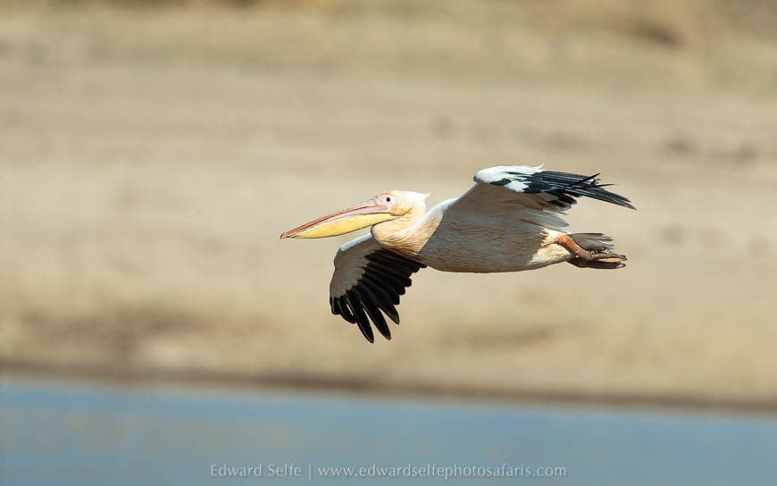 Wildlife image from photo safari with edward selfe in south luangwa national park.