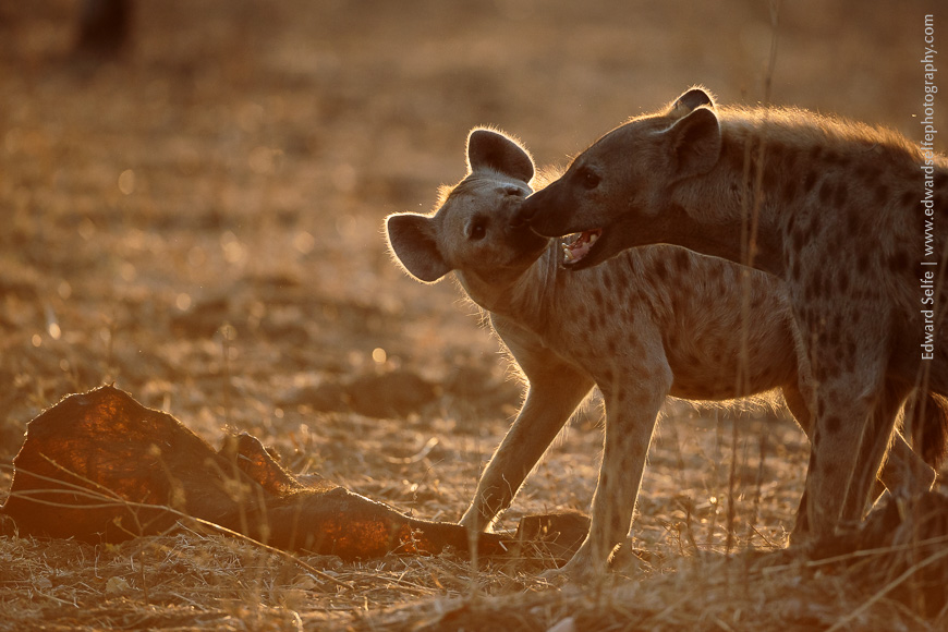 Spotted hyaenas feed on the drying hide of a buffalo carcass, killed by lions two days previously, in South Luangwa National Park.
