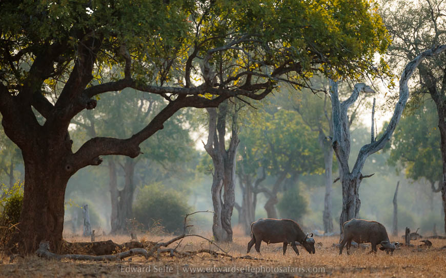 Wildlife image from photo safari with edward selfe in south luangwa national park.