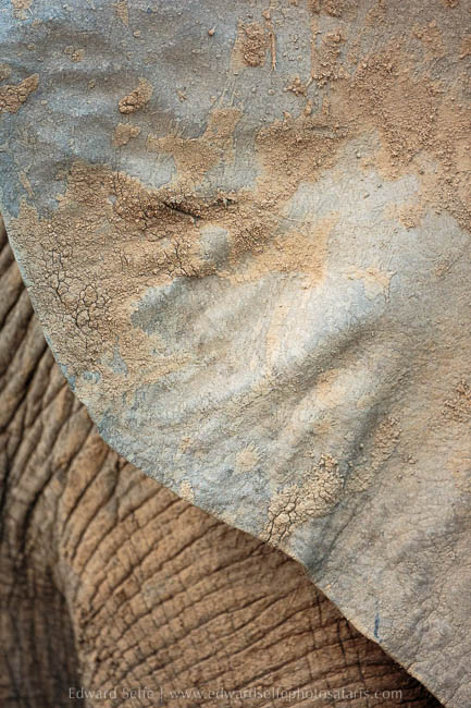 Wildlife image from photo safari with edward selfe in south luangwa national park.