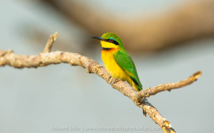 Wildlife image from photo safari with edward selfe.