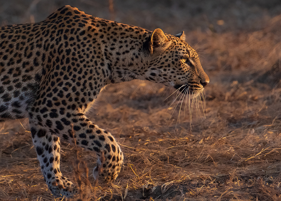 Image from pan-zambia photo safari by julie mitchell