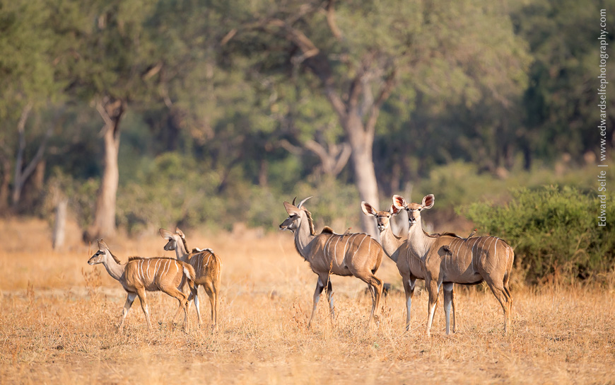 Greater Kudu family stands briefly for a portrait in South Luangwa.