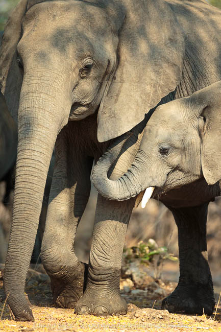 Wildlife image from a photo safari with edward selfe.