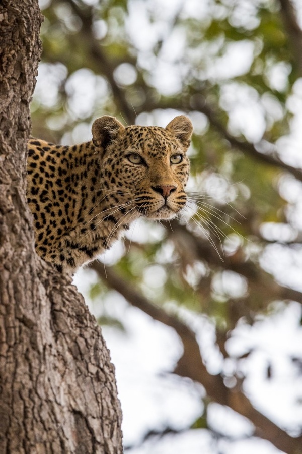 Leopard scouting for food in South Luangwa National Park