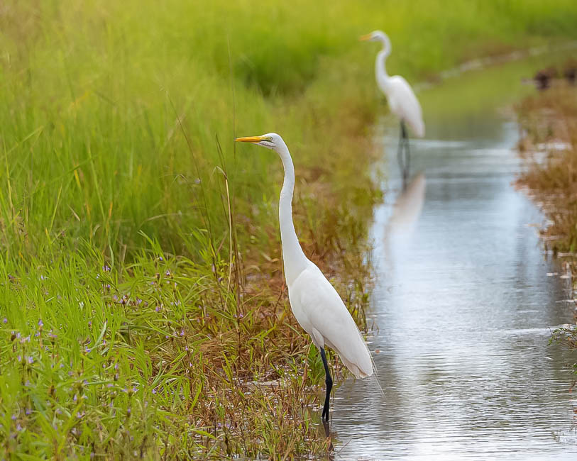 Wildlife image from South Luangwa by Mike White