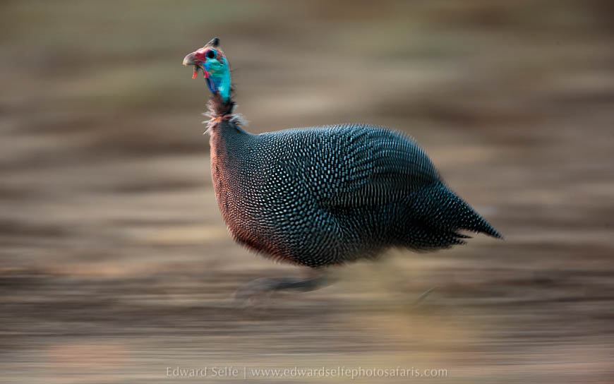 Wildlife image from photo safari with edward selfe in south luangwa national park.