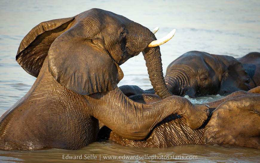 Wildlife image from photo safari with edward selfe.
