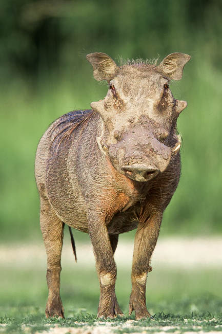 A warthog studies the photographer in South Luangwa National Park