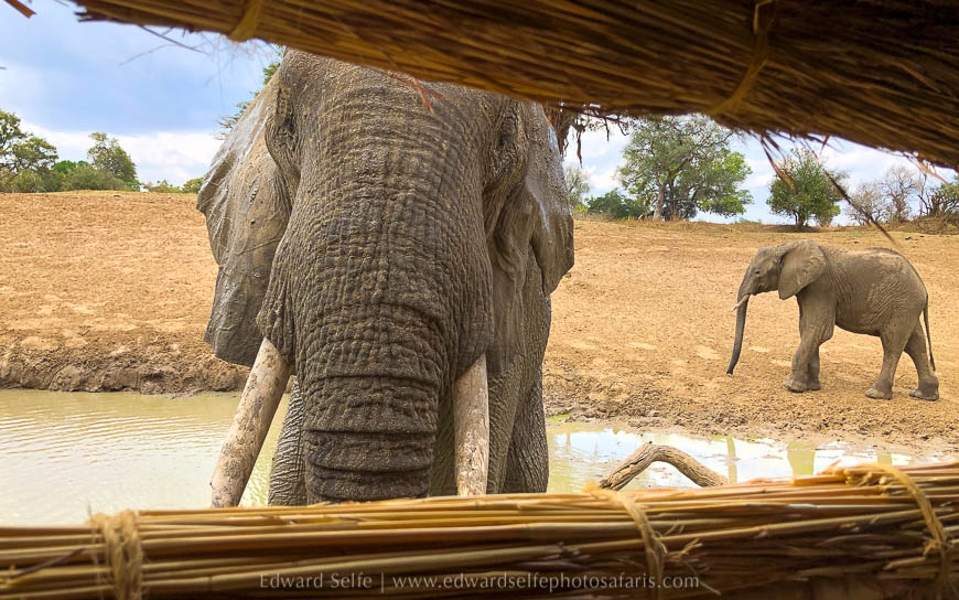 Wildlife image from photo safari with edward selfe in south luangwa national park.