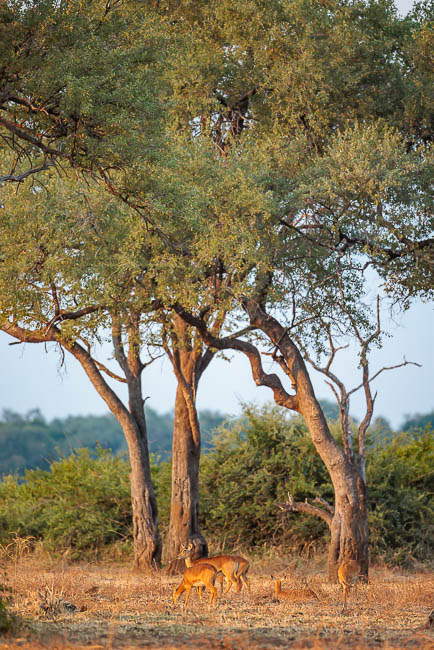Images of wildlife from photo safari with edward selfe in the south luangwa np.
