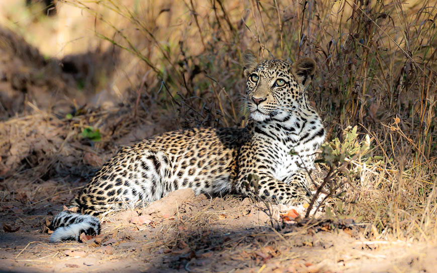 Images of wildlife from photo safari with edward selfe in south luangwa.