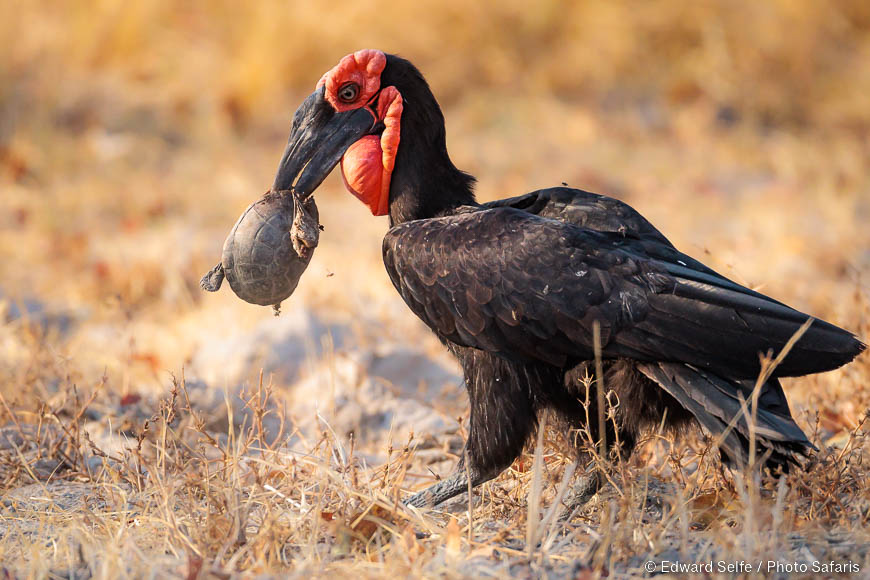 Wildlife image of a bird by edward selfe from photo safari in zambia.