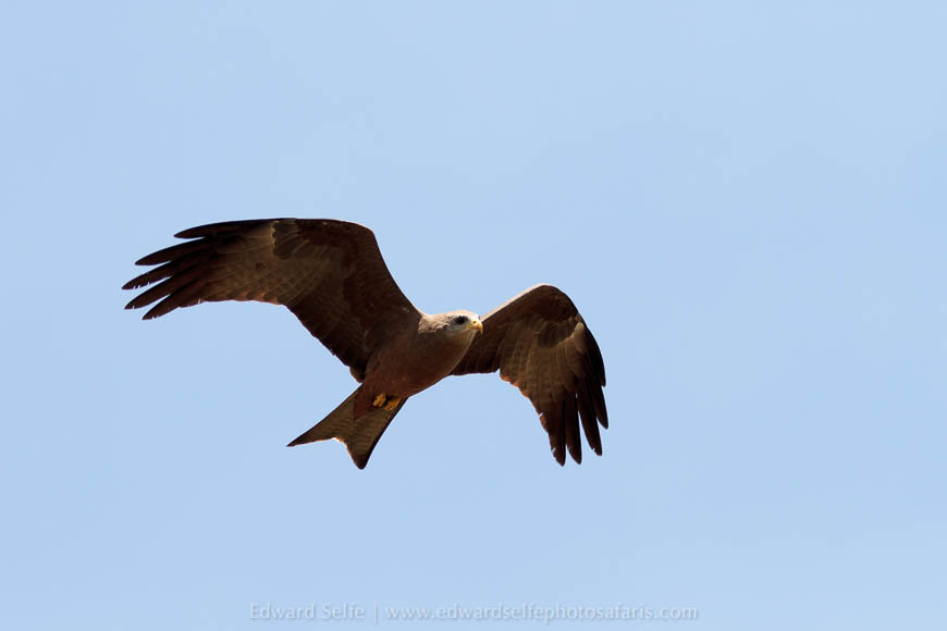 Wildlife image from photo safari with edward selfe in south luangwa national park.