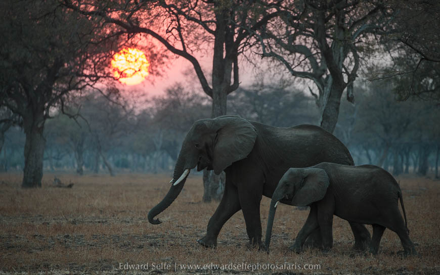 Wildlife image from photo safari with edward selfe in south luangwa national park.