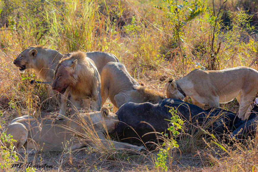 Wildlife image by michael thornton from photo safari in south luangwa with edward selfe.