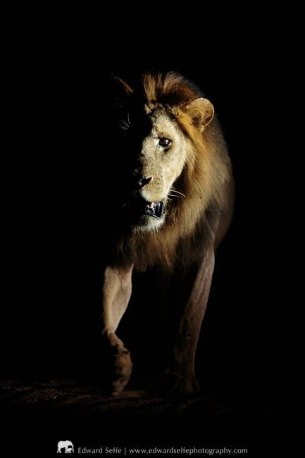 A lion photographed at night on a photo safari with Edward Selfe in South Luangwa National Park