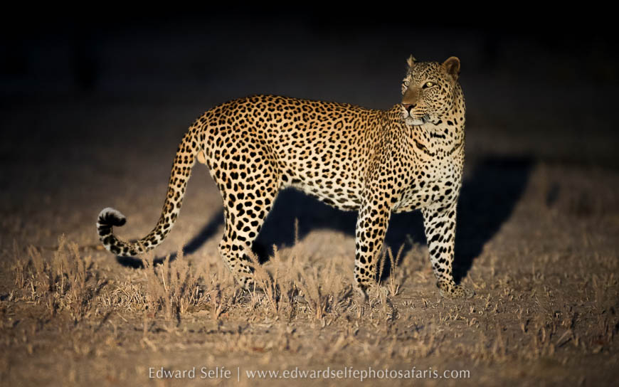 Wildlife image from photo safari with edward selfe.