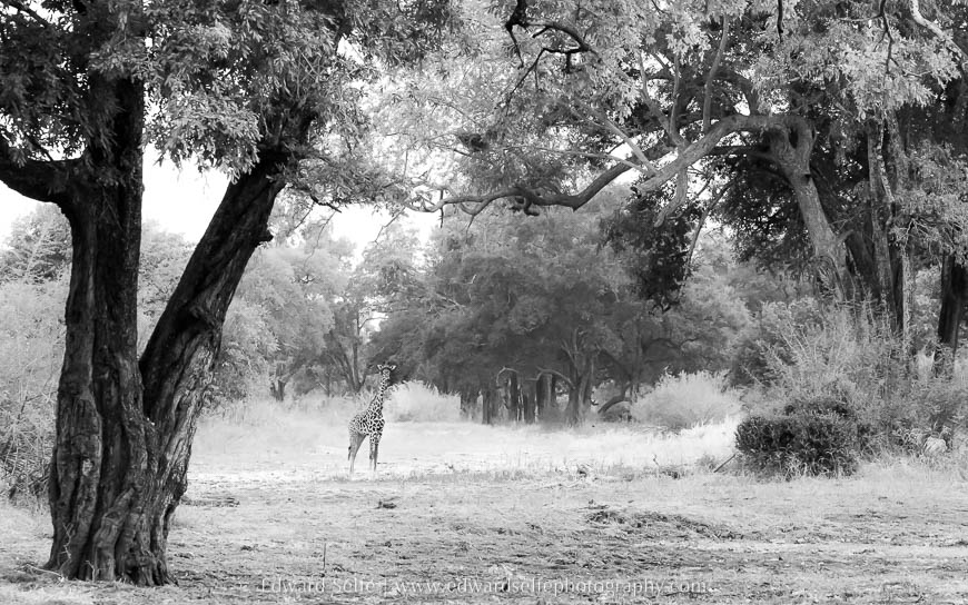 Thornicrofts giraffe on photo safari in South Luangwa National Park.