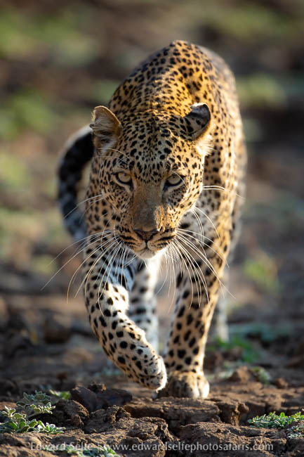 Wildlife image from photo safari with edward selfe.