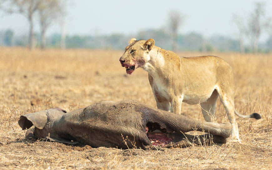 Wildlife image from photo safari with edward selfe in south luangwa national park.