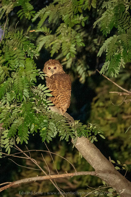 Wildlife image from photo safari with edward selfe in south luangwa national park.